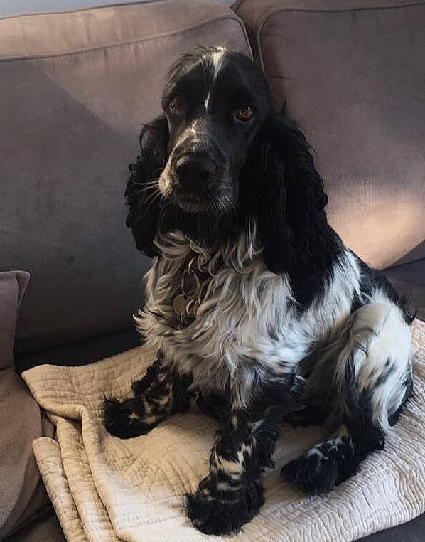 Lulu a rejoint le concours — aidez-le/la à gagner de superbes lots ! canidae, carnivore, cocker_spaniel, companion_dog, dog, dog_breed, fur, gun_dog, liver, metal, russian_spaniel, snout, spaniel, sporting_group, working_animal