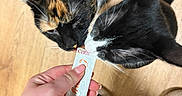 Bloom joined the competition — help win amazing prizes! cats, tortoiseshell_cat, tuxedo_cat, pets, animals, treat, snack, curious, whiskers, ears, black_and_white, calico, wooden_floor, hand, sleeve, leopard_print, slippers, plush_toy, indoors, close_up