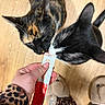 cats, tortoiseshell_cat, tuxedo_cat, pets, animals, treat, snack, curious, whiskers, ears, black_and_white, calico, wooden_floor, hand, sleeve, leopard_print, slippers, plush_toy, indoors, close_up