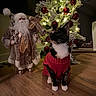 Bloom joined the competition — help win amazing prizes! cat, tuxedo_cat, pet, animal, christmas, christmas_tree, sweater, red_clothing, santa_claus, holiday, ornaments, fairy_lights, indoors, wood_floor, sitting, portrait, whiskers, black_and_white, festive, home_decor