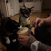 Bloom joined the competition — help win amazing prizes! cats, cat, two_cats, calico_cat, black_and_white_cat, pets, animal, whiskers, ears, straw, iced_drink, cup, hand, tattoos, wristwatch, kitchen, indoors, home, wood_floor, curious
