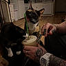 cats, cat, two_cats, calico_cat, black_and_white_cat, pets, animal, whiskers, ears, straw, iced_drink, cup, hand, tattoos, wristwatch, kitchen, indoors, home, wood_floor, curious