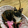 cat, calico_cat, pet, animal, feline, basket, pink_bedding, tissue_paper, white_paws, whiskers, pointed_ears, indoor, wooden_floor, portrait, sitting, lying_down, black_fur, orange_fur, white_fur, funny_expression