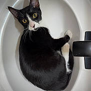 Peanut is registered to the contest to win money with this photo: cat, tuxedo_cat, black_and_white, kitten, animal, pet, feline, portrait, wide_eyes, yellow_eyes, whiskers, pointed_ears, curled_tail, sink, bathroom, porcelain, indoor, close_up, curious, funny
