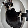 cat, tuxedo_cat, black_and_white, kitten, animal, pet, feline, portrait, wide_eyes, yellow_eyes, whiskers, pointed_ears, curled_tail, sink, bathroom, porcelain, indoor, close_up, curious, funny