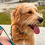 dog, golden_brown, fluffy, tongue_out, outdoor, harness, tag, pet, animal, happy, muzzle, fur, close_up, canine, leash, summer, nature, portrait, friendly, companion