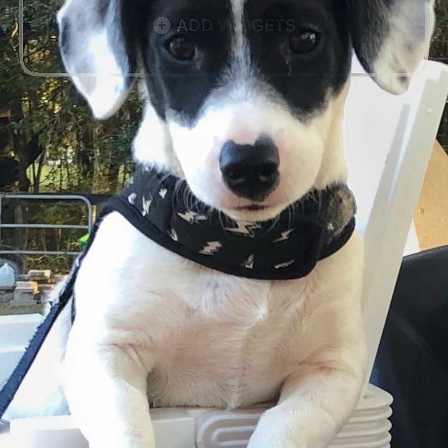 Bandit joined the competition — help win amazing prizes! accessories, advertisement, animal, appliance, can, canine, cooler, device, dog, electricaldevice, hound, husky, licenseplate, pet, poster, puppy, strap, tin, transportation, vehicle