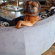 Uston a rejoint le concours — aidez-le/la à gagner de superbes lots ! dog, pet, couch, living_room, interior, fireplace, coffee_table, tile_floor, cushion, remote_control, plant, armchair, blanket, relaxed, brown_dog, portrait, domestic, collar, cozy, furniture