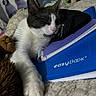 Freya participe au concours pour gagner de l'argent avec cette photo : cat, sleeping, black_and_white, notebook, easybook, pouch, plush_toys, penguin_pillow, bed, blanket, resting, closeup, indoor, cozy, pet, feline, soft, cute, relaxed, nap