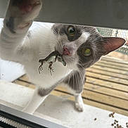 Freya a rejoint le concours — aidez-le/la à gagner de superbes lots ! cat, lizard, paw, window, glass, outdoor, deck, fence, animal, pet, curious, whiskers, closeup, gray_and_white, claws, wildlife, nature, catch, playful, domestic