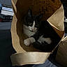 cat, paper_bag, indoor, bed, black_and_white, pet, curious, cozy, feline, resting, paw, wide_eyes, sitting, soft_lighting, home, books, shelf, fabric, quiet, relaxed