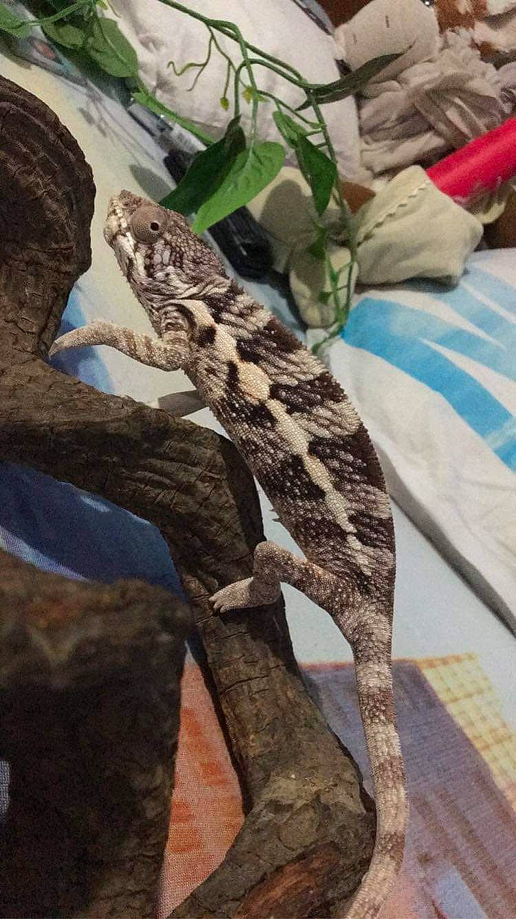 Ayamé