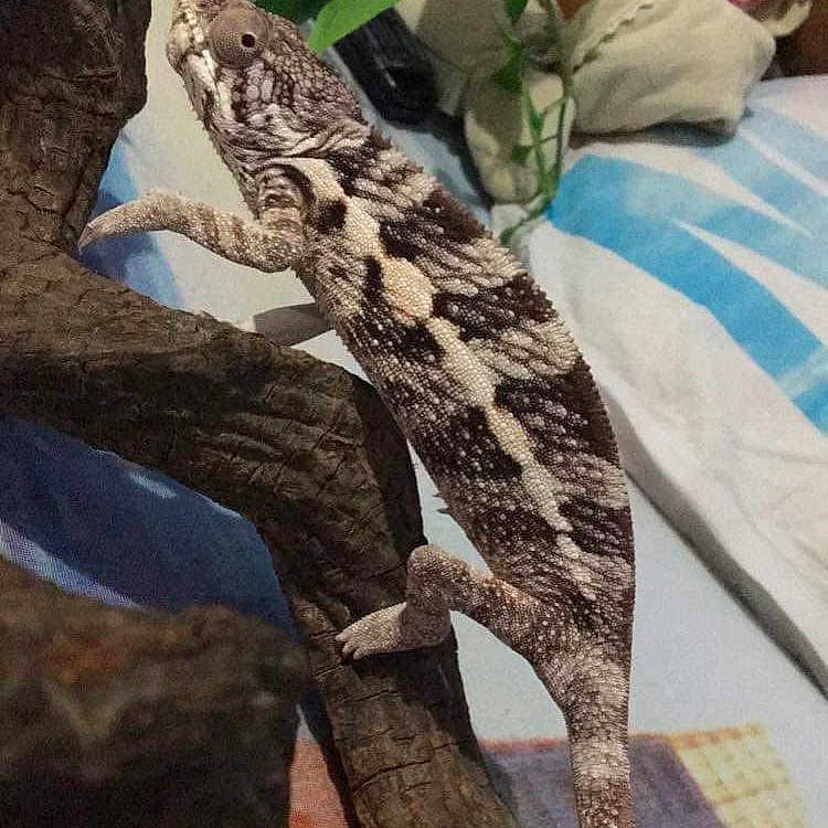Ayamé