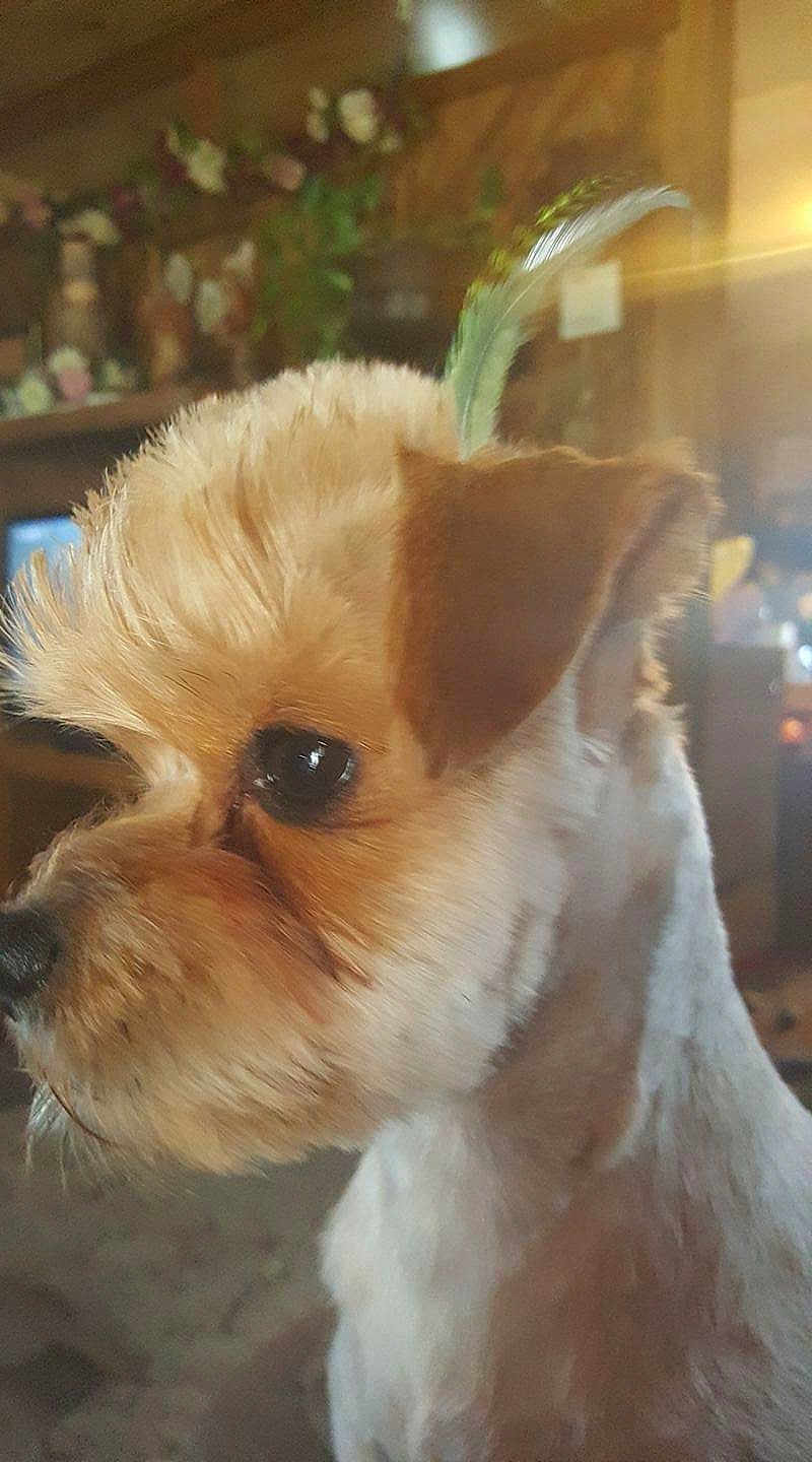 Taz