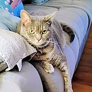 Sable joined the competition — help win amazing prizes! cat, tabby_cat, couch, pillow, indoor, pet, feline, fur, relaxed, home, animal, living_room, resting, domestic_animal, comfort, paw, collar, wooden_floor, closeup, cozy