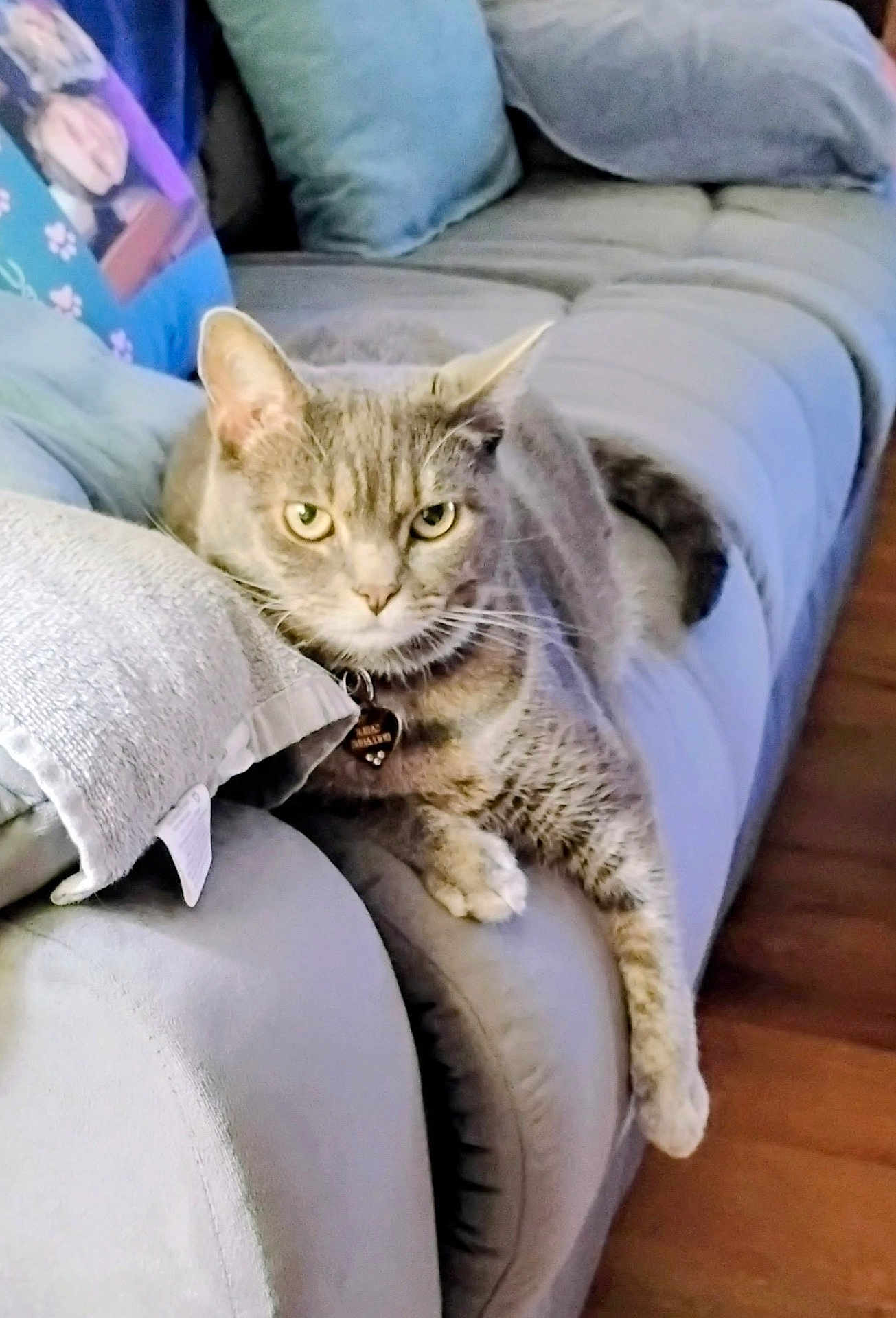 Sable joined the competition — help win amazing prizes! cat, tabby_cat, couch, pillow, indoor, pet, feline, fur, relaxed, home, animal, living_room, resting, domestic_animal, comfort, paw, collar, wooden_floor, closeup, cozy