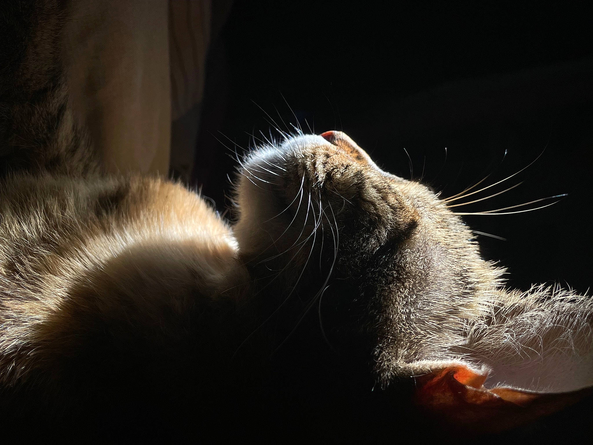 Tymini a rejoint le concours — aidez-le/la à gagner de superbes lots ! carnivore, cat, claw, close_up, comfort, darkness, domestic_short_haired_cat, fawn, felidae, foot, fur, human_leg, macro_photography, organism, paw, small_to_medium_sized_cats, snout, tail, whiskers, window