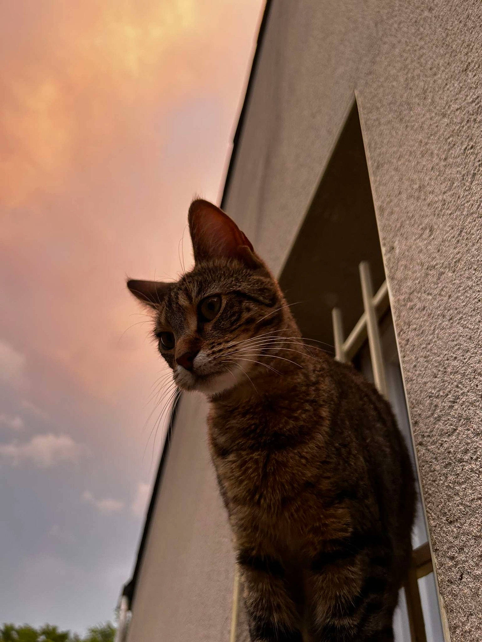 Tymini a rejoint le concours — aidez-le/la à gagner de superbes lots ! art, carnivore, cat, cloud, domestic_short_haired_cat, felidae, fur, grey, road_surface, sitting, sky, small_to_medium_sized_cats, snout, tail, terrestrial_animal, tree, whiskers, wildlife, window, wood