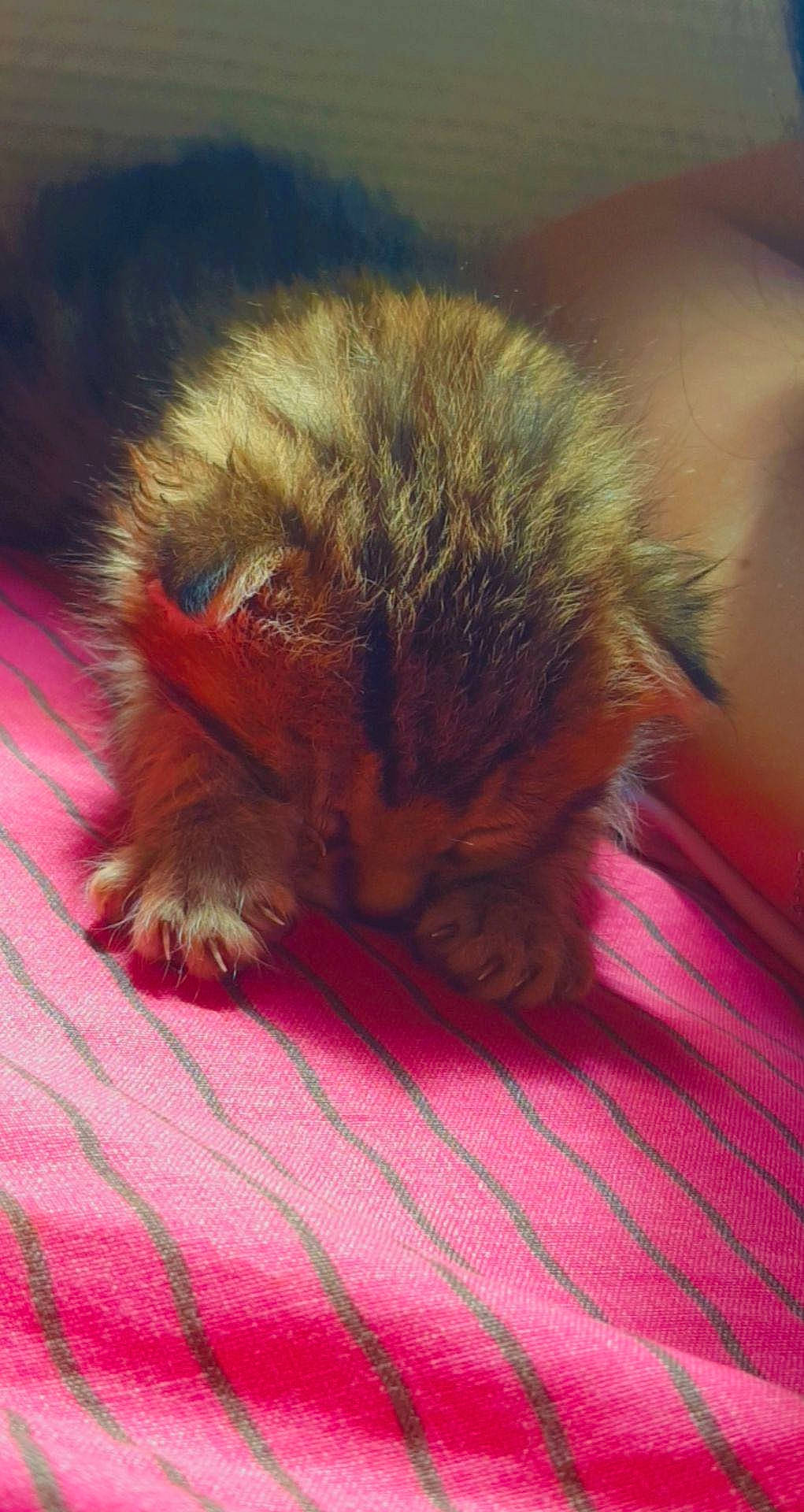 Tymini participe au concours pour gagner de l'argent avec cette photo : beak, bird, chicken, claw, feather, felidae, fowl, fur, galliformes, grass, livestock, magenta, phasianidae, pink, poultry, small_to_medium_sized_cats, tail, terrestrial_animal, whiskers, wing