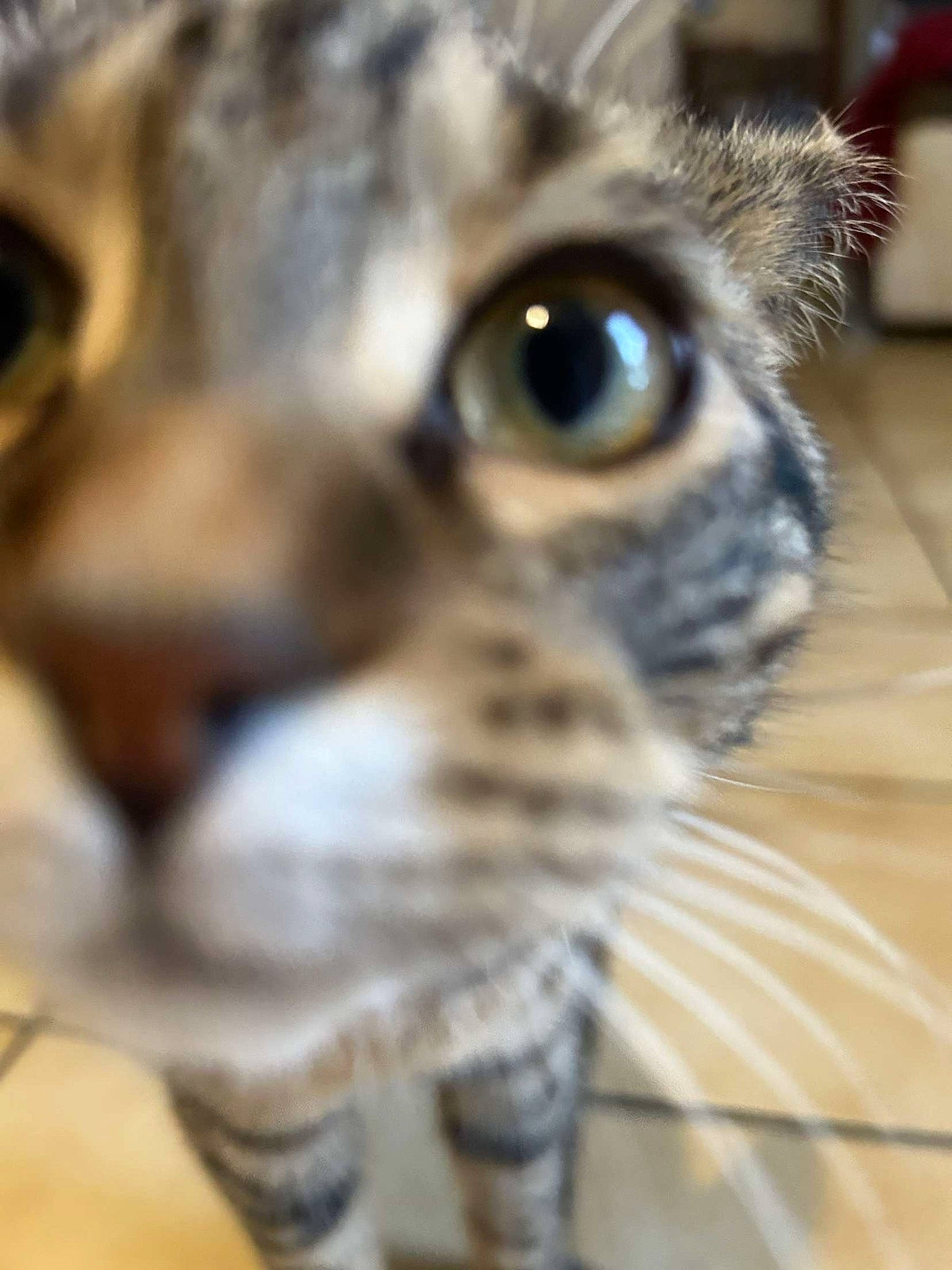 Tymini participe au concours pour gagner de l'argent avec cette photo : carnivore, cat, domestic_short_haired_cat, ear, eye, eyelash, fawn, felidae, fur, iris, small_to_medium_sized_cats, snout, terrestrial_animal, tree, whiskers, wildlife