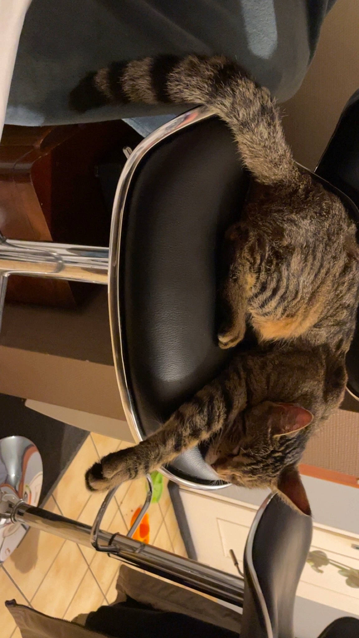 Tymini participe au concours pour gagner de l'argent avec cette photo : carnivore, cat, cat_supply, comfort, domestic_short_haired_cat, felidae, fur, kitchen_utensil, rabbit, small_to_medium_sized_cats, tail, whiskers, wire