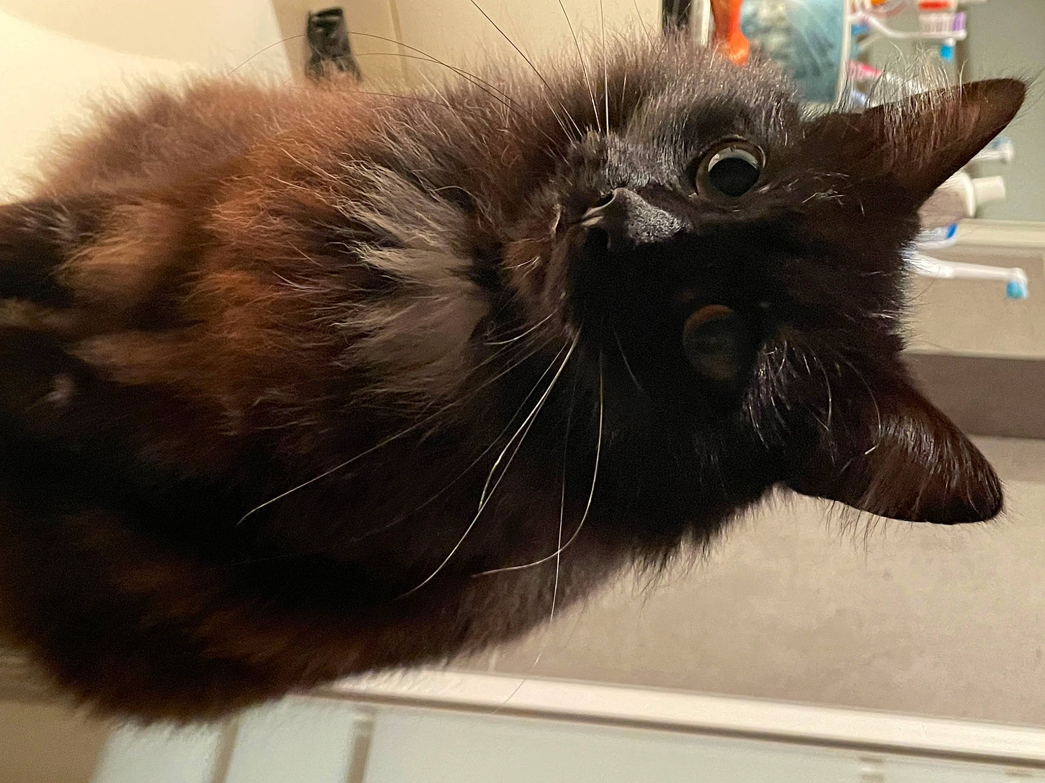 Philipe a rejoint le concours — aidez-le/la à gagner de superbes lots ! black_cat, carnivore, cat, claw, comfort, domestic_short_haired_cat, felidae, fur, liver, natural_material, paw, rectangle, small_to_medium_sized_cats, snout, tail, whiskers