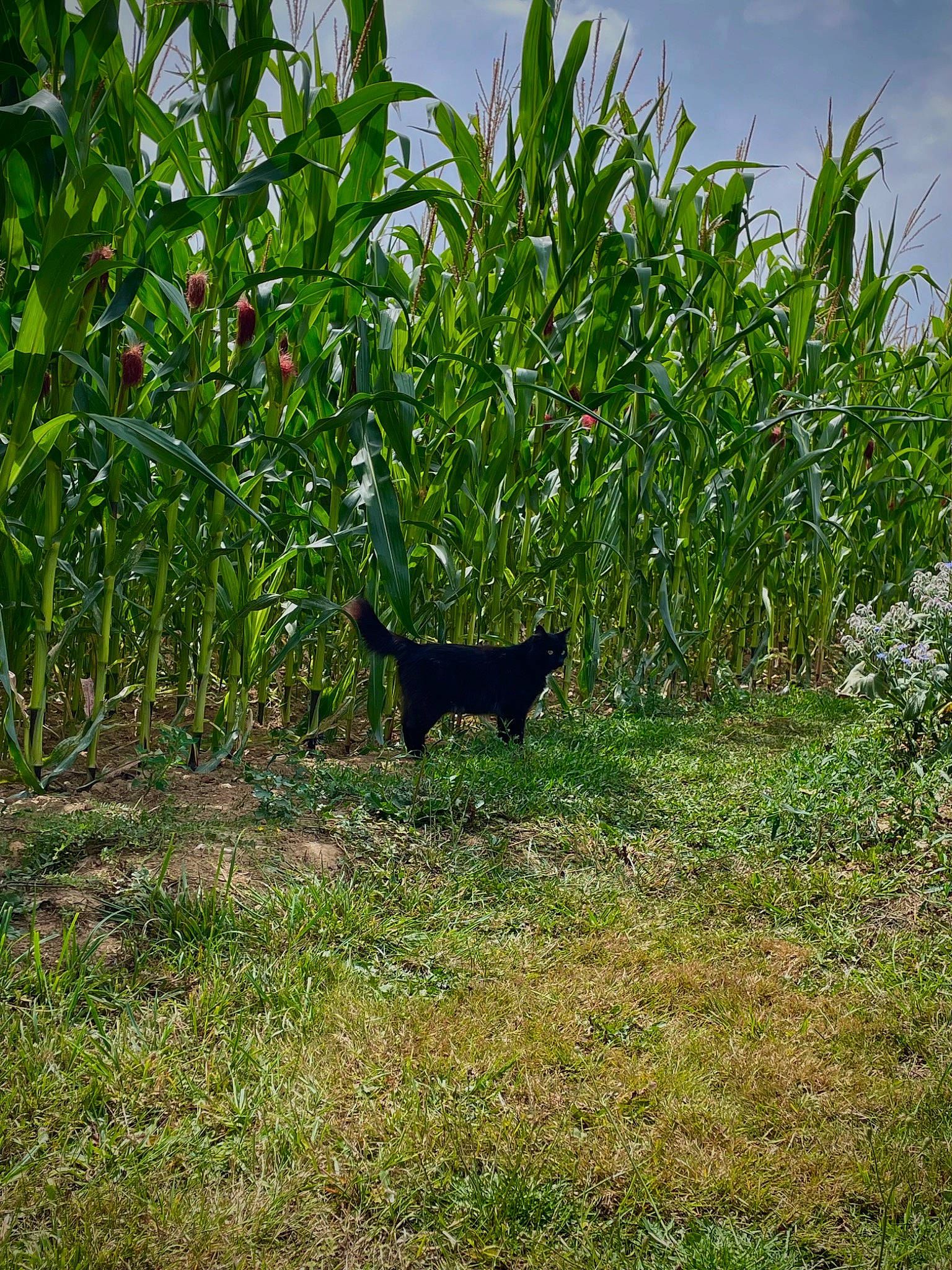 Philipe participe au concours pour gagner de l'argent avec cette photo : bombay, carnivore, cat, cloud, flowering_plant, grass, grass_family, grassland, groundcover, landscape, meadow, natural_landscape, pasture, plant, shrub, sky, tail, tints_and_shades, tree, vegetation