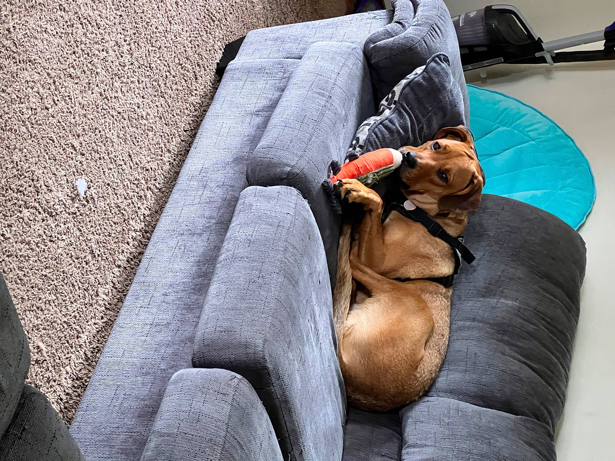 Bubba joined the competition — help win amazing prizes! asphalt, bag, comfort, companion_dog, couch, flooring, foot, fur, grass, grey, human_leg, knee, leg, leisure, nap, road, road_surface, sitting, thigh, vertebrate