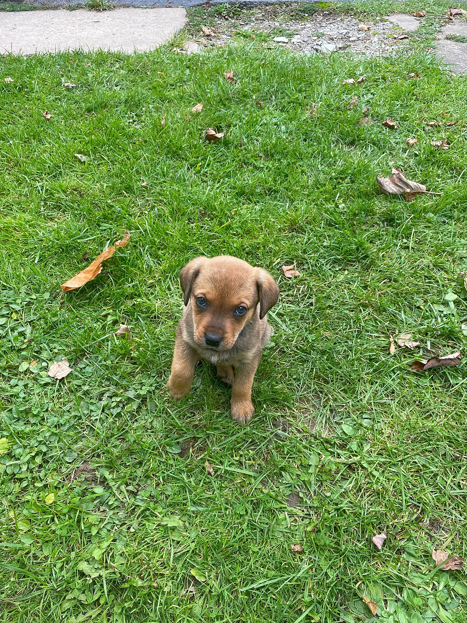 Bubba is registered to the contest to win money with this photo: carnivore, companion_dog, dog, dog_breed, fawn, garden, garden_hose, grass, grass_family, grassland, groundcover, lawn, pasture, plant, puppy, snout, sporting_group, tail, terrestrial_animal, working_animal