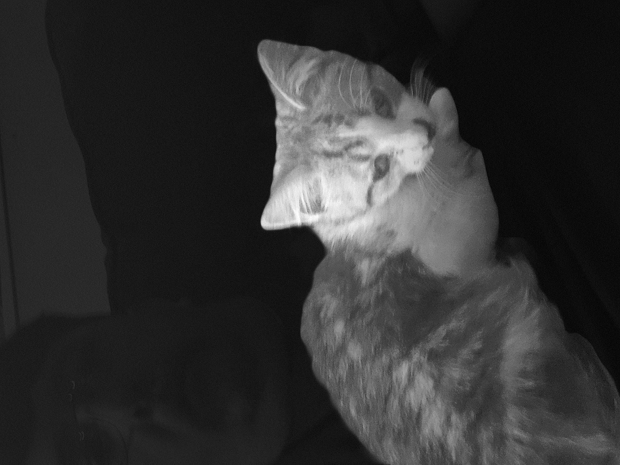 Uzi joined the competition — help win amazing prizes! art, canidae, carnivore, cat, darkness, dog_breed, ear, event, felidae, fur, gesture, monochrome, monochrome_photography, musical_instrument, sculpture, small_to_medium_sized_cats, snout, tail, whiskers, wildlife