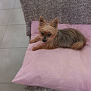 Guysmo a rejoint le concours — aidez-le/la à gagner de superbes lots ! animal, black_nose, brown_fur, cute, dog, gray_fur, home, indoors, long_hair, lounging, lying_down, pet, pink_pillow, pointed_ears, portrait, relaxed, rug, small_dog, tile_floor, yorkshire_terrier