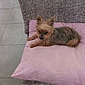 dog, yorkshire_terrier, small_dog, pet, animal, lying_down, lounging, portrait, long_hair, pointed_ears, brown_fur, gray_fur, black_nose, indoors, pink_pillow, rug, tile_floor, home, cute, relaxed