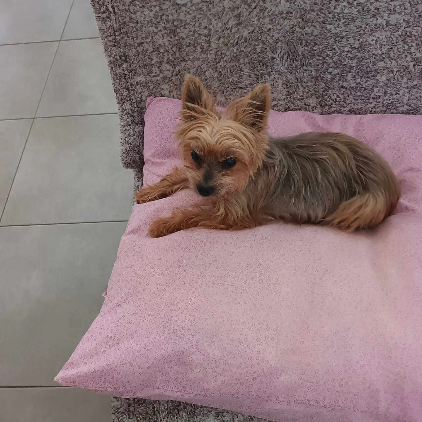 Guysmo a rejoint le concours — aidez-le/la à gagner de superbes lots ! animal, black_nose, brown_fur, cute, dog, gray_fur, home, indoors, long_hair, lounging, lying_down, pet, pink_pillow, pointed_ears, portrait, relaxed, rug, small_dog, tile_floor, yorkshire_terrier