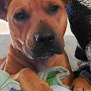 Nani participe au concours pour gagner de l'argent avec cette photo : dog, brown_dog, close_up, paws, blanket, indoor, resting, portrait, canine, pet, animal, curious, calm, snout, ears, fur, nails, knitted_fabric, cozy, home