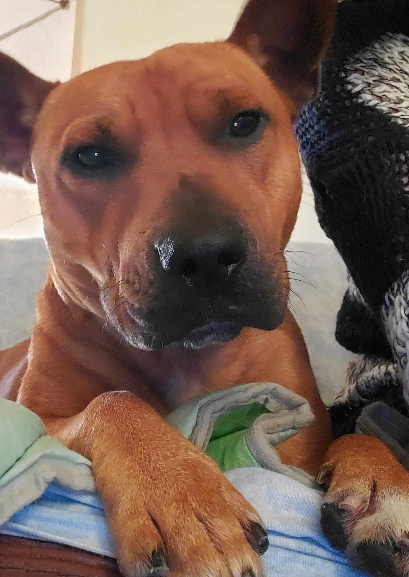 Nani participe au concours pour gagner de l'argent avec cette photo : dog, brown_dog, close_up, paws, blanket, indoor, resting, portrait, canine, pet, animal, curious, calm, snout, ears, fur, nails, knitted_fabric, cozy, home