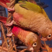 Akira Et Ruby participe au concours pour gagner de l'argent avec cette photo : beak, bird, claw, close_up, comb, feather, macro_photography, natural_material, organism, parrot, peach, pet_supply, tail, wildlife, wing, wood