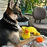 dog, german_shepherd, plush_toy, yellow_duck, orange_toy, quilt, floral_pattern, indoor, plant, potted_plant, chair, window, natural_light, pet, fur, collar, paw, resting, side_view, cozy