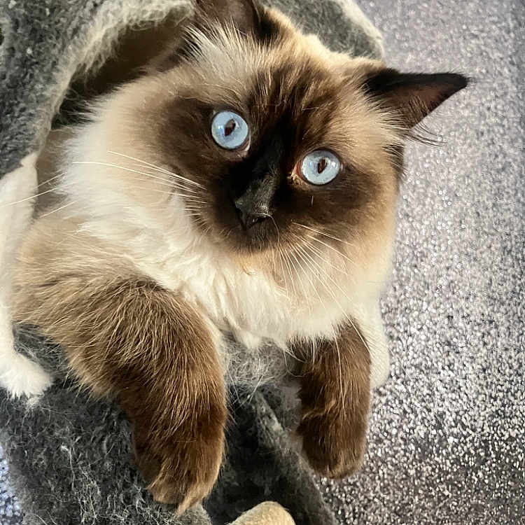 Chloe joined the competition — help win amazing prizes! animal, blue_eyes, cat, closeup, cozy, curious, cute, domestic_cat, fluffy, fur, grey, indoor, mammal, paws, pet, portrait, soft, texture, tunnel, whiskers