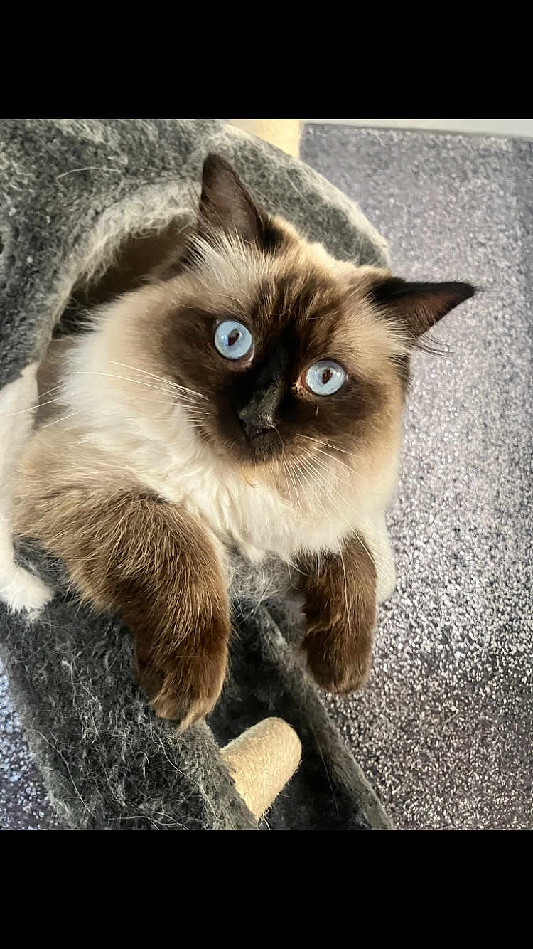Chloe