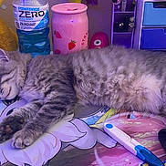 Willow joined the competition — help win amazing prizes! cartoon_mat, cat, colorful, desk, feline, fur, gray_tabby, indoor, paw, pen, pink_can, plush_toy, powerade_bottle, purple_lighting, relaxed, resting, sleeping, soft_lighting, stationery, stuffed_animal