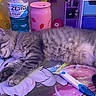 cartoon_mat, cat, colorful, desk, feline, fur, gray_tabby, indoor, paw, pen, pink_can, plush_toy, powerade_bottle, purple_lighting, relaxed, resting, sleeping, soft_lighting, stationery, stuffed_animal