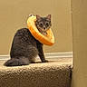Willow is registered to the contest to win money with this photo: animal, carpet, cat, collar, curious, cute, domestic_animal, ears, feline, fluffy, furry, gray_cat, indoor, orange_slice_collar, pet, portrait, sitting, step, wall, whiskers
