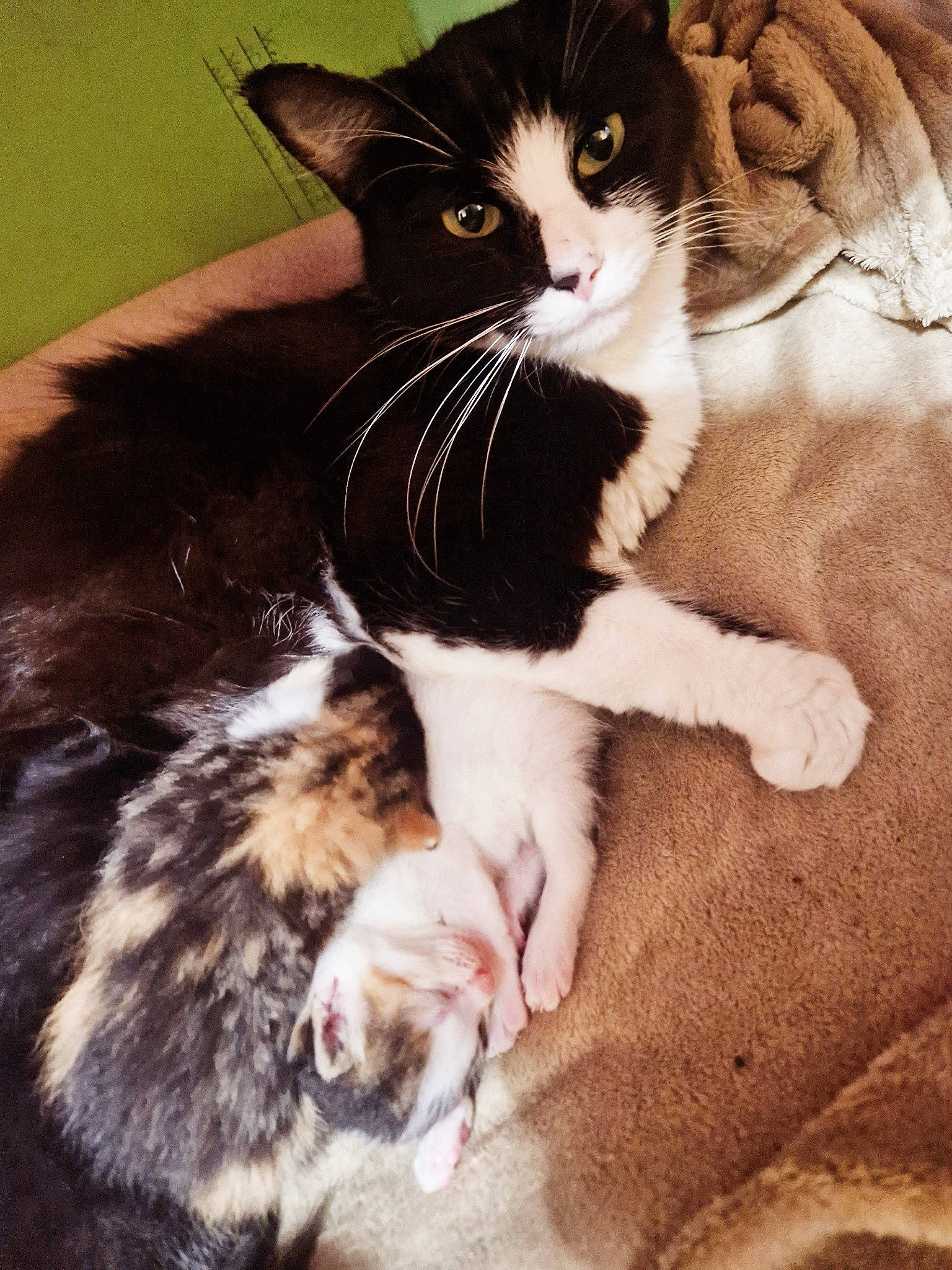 Dotty is registered to the contest to win money with this photo: black_cat, carnivore, cat, claw, comfort, domestic_short_haired_cat, eye, felidae, foot, fur, human_leg, iris, lap, leg, paw, sitting, small_to_medium_sized_cats, snout, tail, whiskers