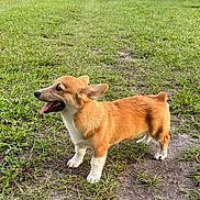 Mr. Fergus is registered to the contest to win money with this photo: alert, animal, brown_fur, canine, companion, corgi, daytime, dog, ears_up, field, friendly, grass, mammal, nature, outdoor, pet, playful, standing, tongue_out, white_paws
