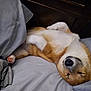 Mr. Fergus is registered to the contest to win money with this photo: animal, bed, blanket, brown, canine, comfort, cozy, cute, dog, domestic, fur, indoors, peaceful, pet, pillow, relaxed, resting, sleeping, snout, white