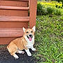 Mr. Fergus joined the competition — help win amazing prizes! animal, canine, corgi, cute, dog, grass, greenery, happy, nature, outdoor, pet, puppy, sitting, smiling, stairs, tongue_out, welcome_mat, wood, yard, young_dog