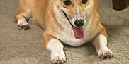 Mr. Fergus is registered to the contest to win money with this photo: animal, canine, carpet, corgi, cute, dog, domestic, ears, floor, friendly, fur, glass, happy, indoor, laying_down, pet, relaxed, table, tongue_out, wood