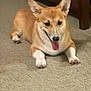 animal, canine, carpet, corgi, cute, dog, domestic, ears, floor, friendly, fur, glass, happy, indoor, laying_down, pet, relaxed, table, tongue_out, wood