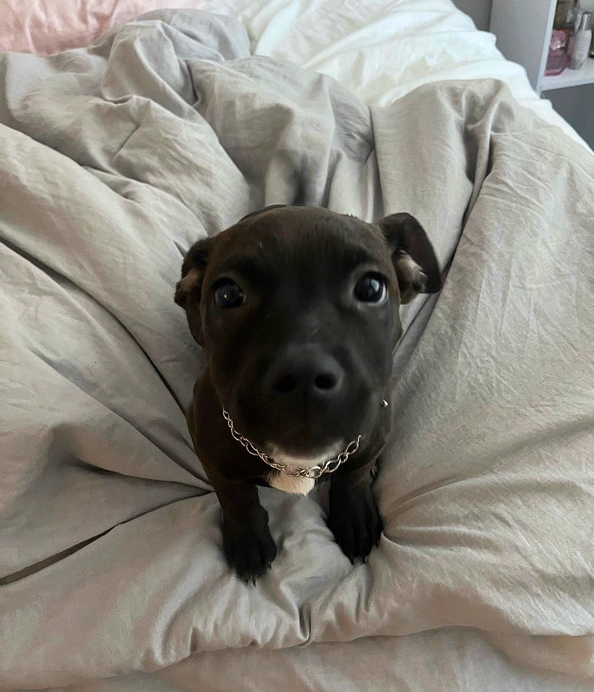 Kouvr is registered to the contest to win money with this photo: bed, canidae, carnivore, comfort, companion_dog, dog, dog_breed, fawn, fur, grey, guard_dog, linens, liver, mammal, snout, sporting_group, terrestrial_animal, toy_dog, whiskers, working_animal