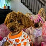 animal, companions, couch, cozy, curly_fur, cute, decor, dog, furry, houseplant, indoor, living_room, pet_clothing, pets, pink_couch, pink_highlights, portrait, pumpkin_shirt, small_dog, stairs